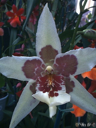 Beallara Tahoma Glacier