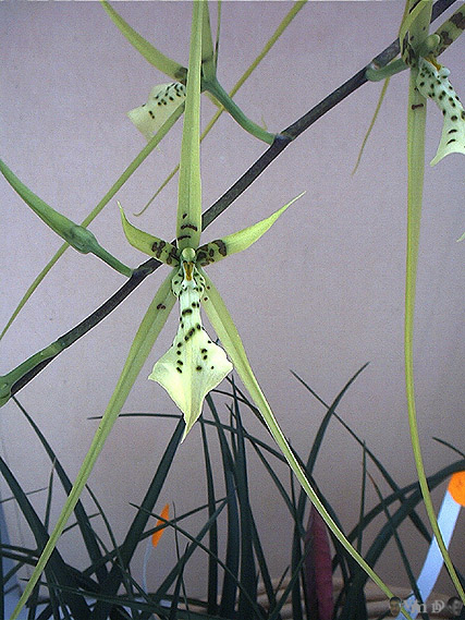 Brassia Rex
