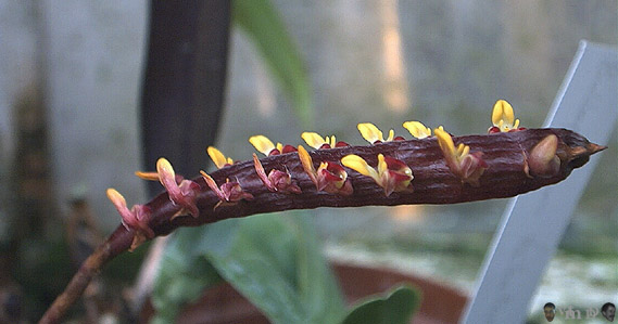 Bulbophyllum falcatum