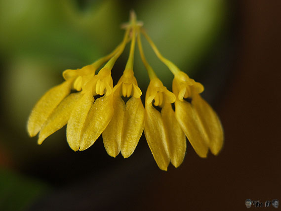 Bulbophyllum lepidum geel vorm