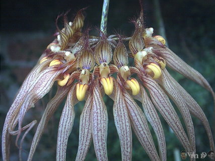 Bulbophyllum Louis Sander