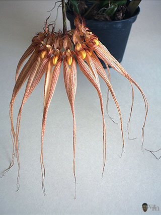 Bulbophyllum Louis Sander