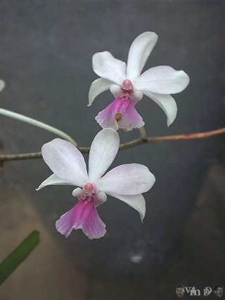 Calanthe n85