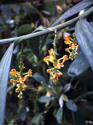 Cleisostoma secundus
