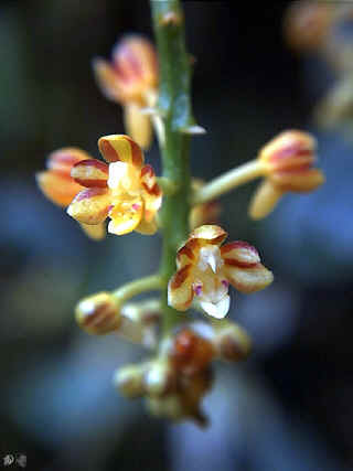 Cleisostoma secundus close up