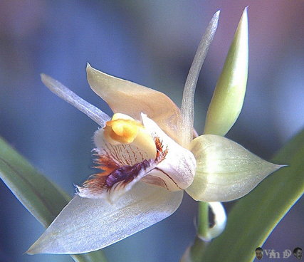 Coelogyne ovalis