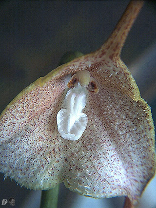 dtail de la fleur