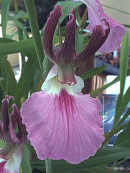 Eulophia guineensis
