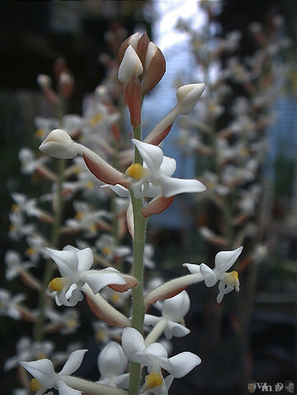 Ludisia discolor?