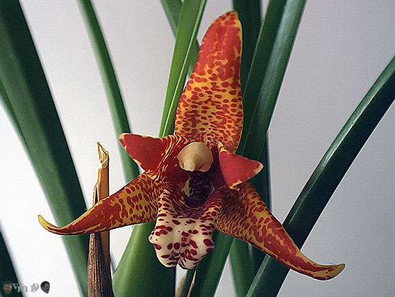 Maxillaria tenuifolia