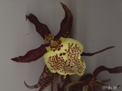 Miltassia n17 geel/bruin