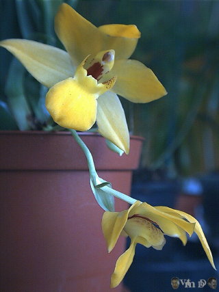 Promenaea n67