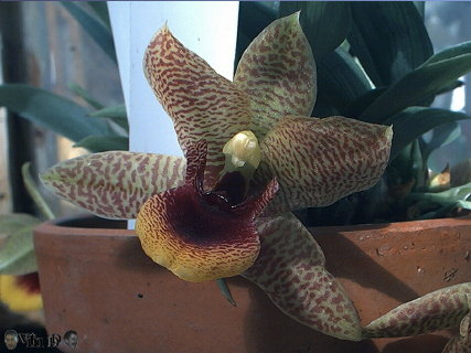 Promenaea stapelioides x guttata