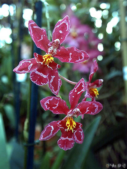 Wilsonara Kolibri