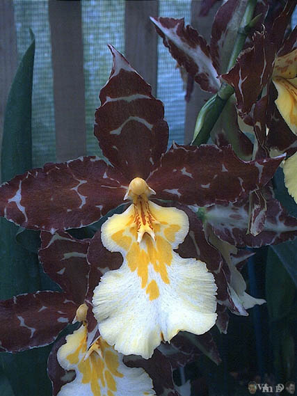 Wilsonara Russiker Tiger
