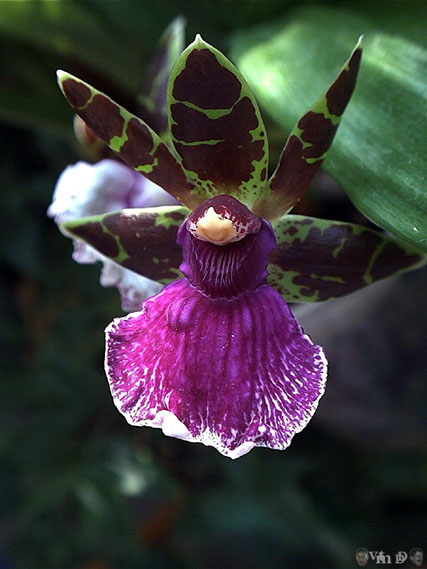 Zygopetalum n105: Artur Elle 'Stonehurst'?