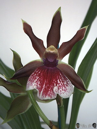 Zygopetalum Luisendorf