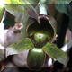 Catasetum?