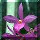 barkeria_skinneri.jpg (13672 octets)