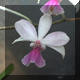 Calanthe 85 0205