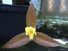 Lycaste lasioglossa