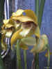 Maxillaria porphyrostele
