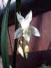 Osmoglossum pulchillum