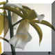 N51: Phaius?
