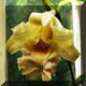 Sobralia xanthaleuca