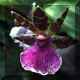 Zygopetalum n105: Artur Elle 'Stonehurst'?