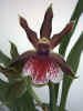 Zygopetalum Luisendorf