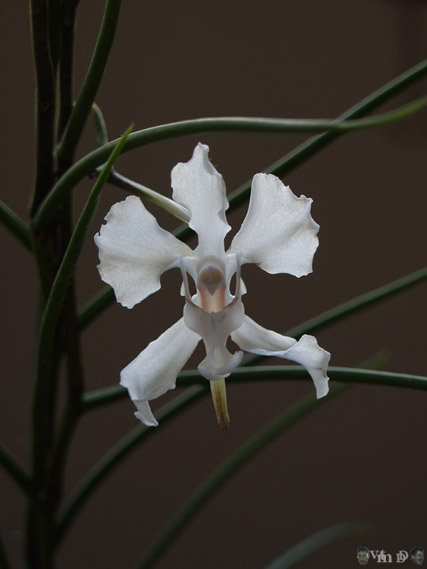 Papilionanthe vandarum