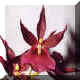 Orchide n6
