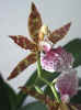 Odontoglossum n43