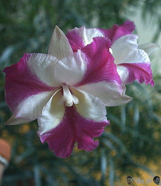 Alliance Cattleya n92