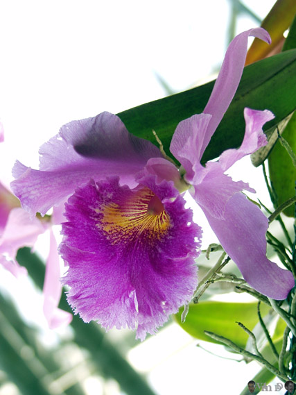 Brassocattleya Colossus