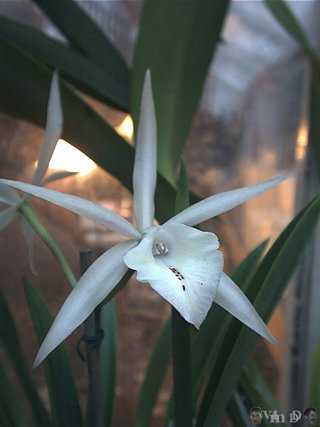 Brassolaelia Aurore