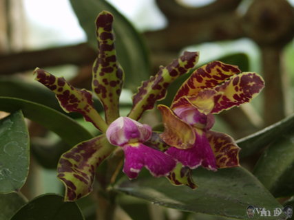 Cattleya aclandiae