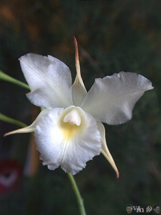 Cattleytonia Maui Maid