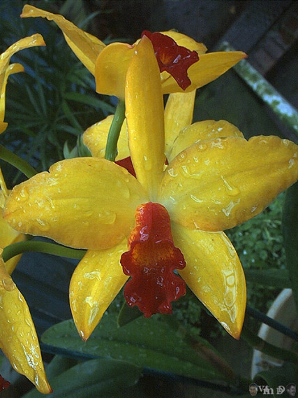 Sophrolaeliocattleya Mine Gold