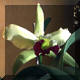 Blc Greenwich Elmhurst