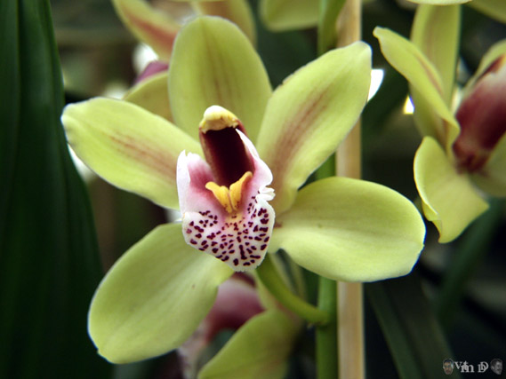 Cymbidium hybride anonyme n1