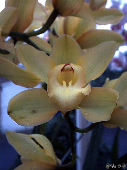 Cymbidium hybride anonyme n24