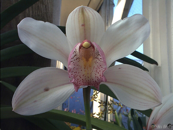 Cymbidium hybride anonyme n32