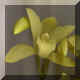 Cymbidium n30