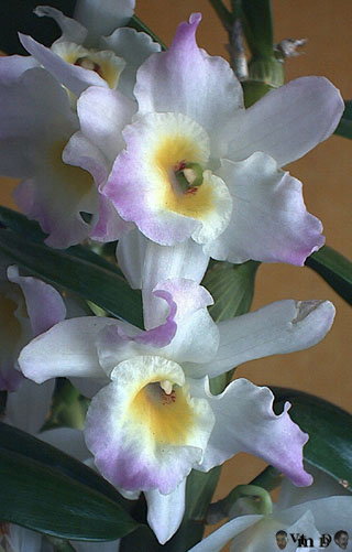 Dendrobium n44: hybride de nobile