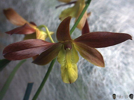 Dendrobium n76: compactum Caramel?