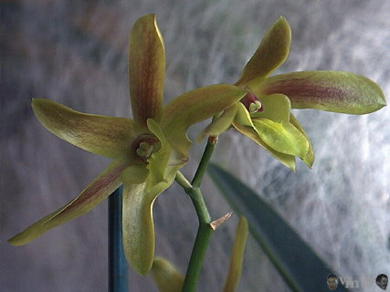 Dendrobium n76