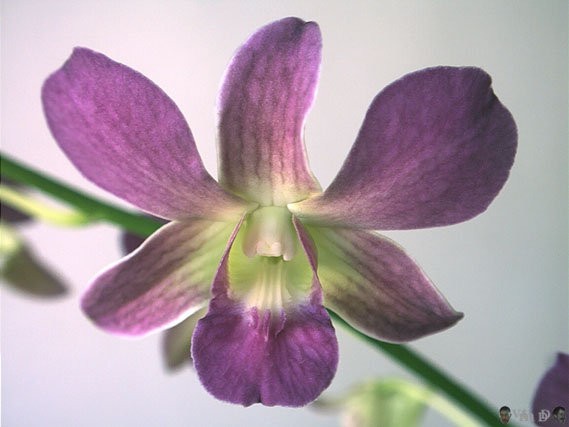 Floraison dans l'appartement