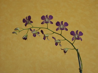 Dendrobium n89
